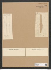 Hyalosira sp. (de-Toni-Nr.: Genus ad 97) Zeichnungen Sammlung Grunow Nr. 6320 (NHMW-BOT-W0374955)